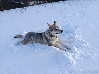 Česko Slovenský vlčiak - 2