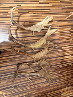 Vymením dančie parožie - 2