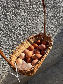 Vysokoznáškové nosnice / mládky - 2