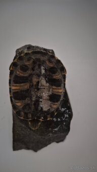 Darujem pismenkovu korytnačku - 2