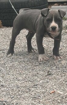 Pitbul - 2