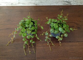 Peperomia - 2 druhy - 2