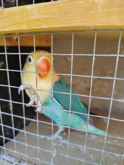 Agapornis fisher - 2