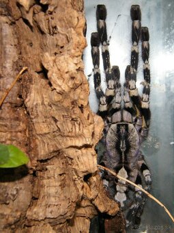 Poecilotheria regalis - 2