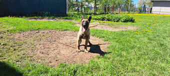 belgický ovčiak , malinois - 2