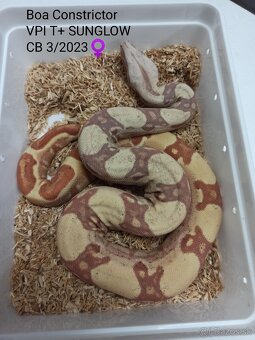 VPI T+ SUNGLOW Boa Constrictor - 2