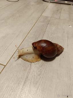 Africký slimák -Achatina žravá - Lissachatina fulica - 2