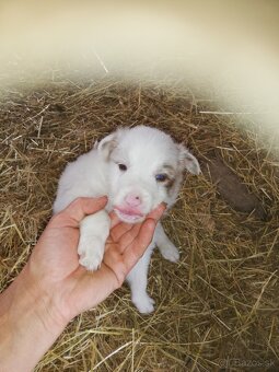 Borderkolie na predaj šteniatka - 2