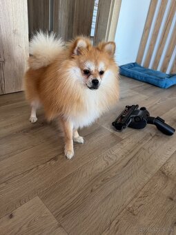 Pomeranian mini - 2