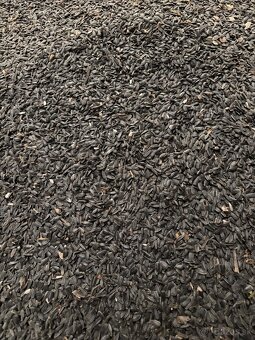 Slnečnica čierna - 2