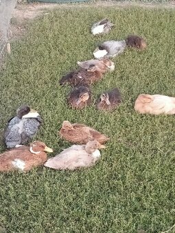 Saské a ruánske kačky - 2