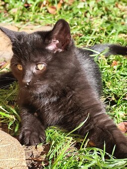 Darujeme krásne mačiatka - 2