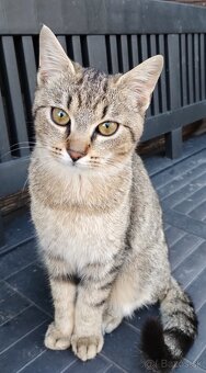 Darujem mačiatka - 2