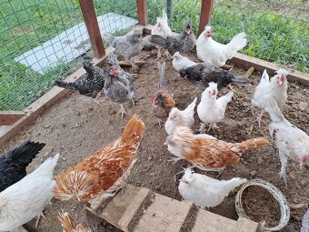 Paduánka kohúty - 2