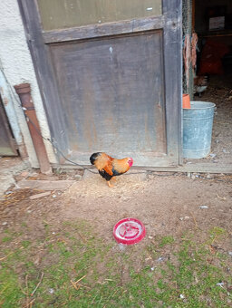 švedska kvetina kohút - 2