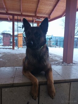 Belgický ovčiak - 2