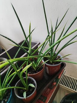 Svokryne jazyky mladé rastliny - 2