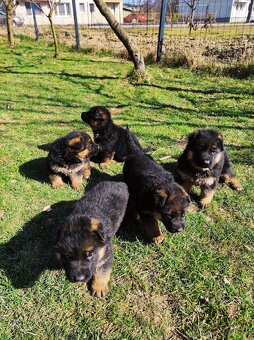 Nemecký ovčiak šteniatka - 2