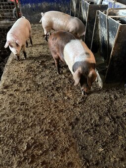 Vykrmená prasata - 2