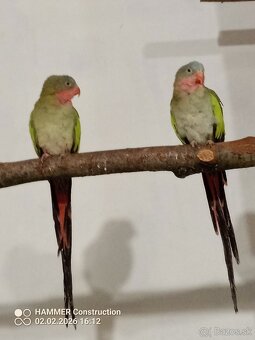 Alexandrin princ - 2