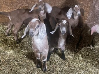 Predám kozliatka - 2