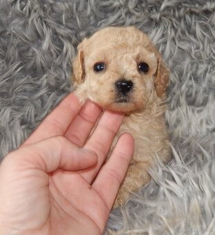 Pudel toy - 2