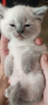 Ragdoll - 2