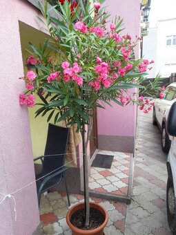Predám oleander. - 2