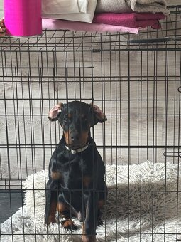 Doberman - 2