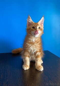 Krásne mačiatka Maine Coon - 2