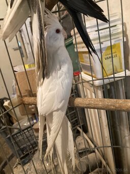 Korely albin bielohlave - 2