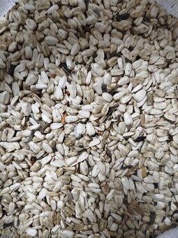 Slnečnica čierna, pásikova,biela - 2