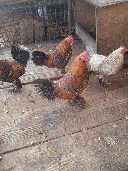 Kohúty Miflerky - 2