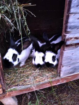 Samička kralika domaceho - 2