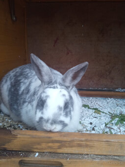 Zajac do dobrých rúk - 2