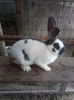 Nemecký obrovitý strakáč - 2