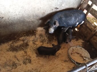 Čínsky klapouchý x vietnam - 2