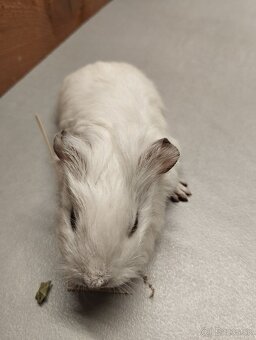 Morské prasiatko - 2