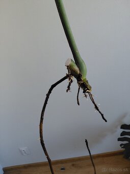 Odrezok monstera deliciosa (3) - 2