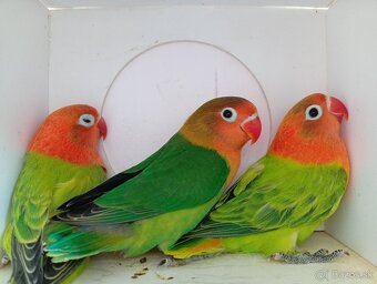 Agapornis Fischer - 2