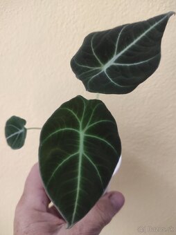 Alocasia Black Velvet - 2
