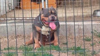 American bully - 2