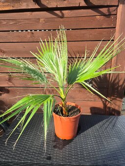 Palma Washingtonia robusta - 2