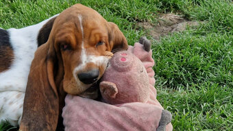 Basset hound - holčička Dulcibella s PP - 2