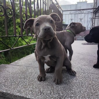 Americký pitbulterier pitbul pitbull - 2
