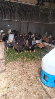 Araucana divosfarbená - 2