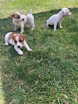 Jack Russell terier - 2