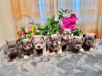Francúzsky buldoček,buldog,bulldog krásne farby - 2