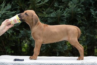 rhodesian ridgeback s PP nestandartni pejsek💙 - 2
