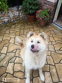 Akita inu krytie - 2